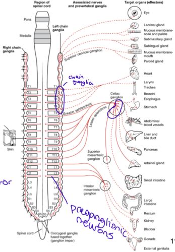 The Autonomic Nervous System Flashcards Quizlet