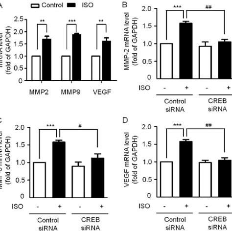 Effects Of Iso On The Expression Of Mmp 2 Mmp 9 Vegf At The Mrna