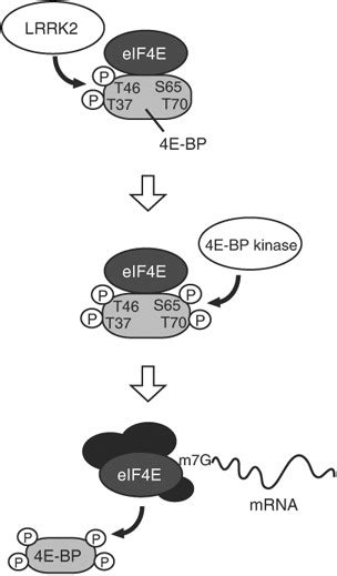 A Model Depicting 4e Bp Phosphorylation By Dlrrk Phosphorylation Of Download Scientific