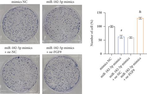 Mir 182 5p Targeting Fgf9 Inhibited Chondrocyte Proliferation And