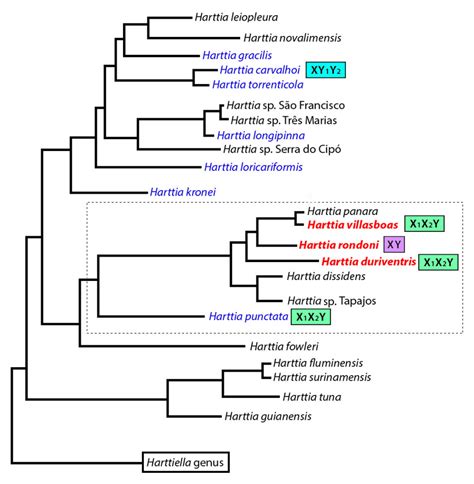 Genes Free Full Text Multiple Sex Chromosomes And Evolutionary Relationships In Amazonian