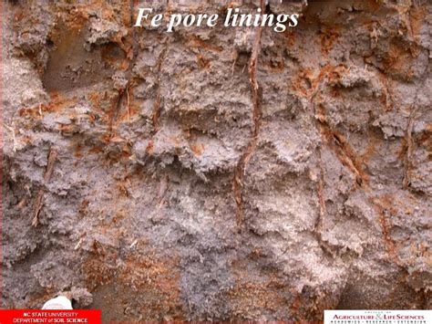 Redoximorphic Features And Hydric Soils Nc State University Department