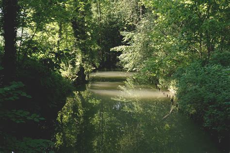 3840x2560 Forest Idyllic Leaves Nature Placid Plants Reflection