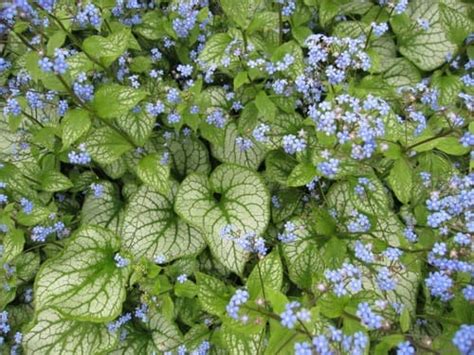 Бруннера крупнолистная "Jack Frost"