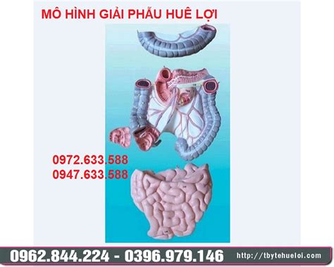 Mô Hình Giải Phẫu Ruột Non Và Khung Đại Tràng Mô Hình Thực Hành Nghiên