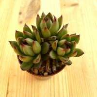 Эхеверия агавовидная (Echeveria agavoides) EHAG-4 - купить в интернет ...