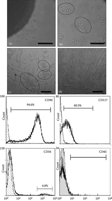 2 Human Mesenchymal Stem Cells A D Optical Microscopy Evaluation Download Scientific