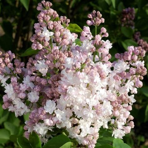Сирень обыкновенная Красавица Украины. (Syringa vulgaris Beauty of ...