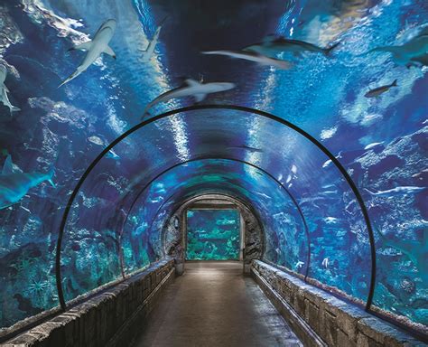 Shark Reef Aquarium offers Las Vegas visitors a land-and-sea adventure ...