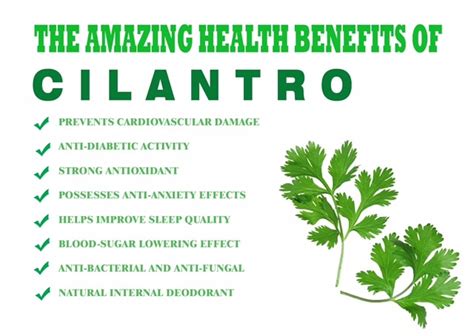 Health Benefits Of Cilantro Nikki Kuban Minton