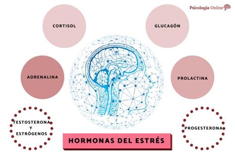 Cuáles Son Las Hormonas Del Estrés Y Cómo Reducirlas