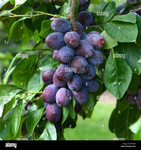 Plum Tree Varieties Stock Photos & Plum Tree Varieties Stock Images - Alamy