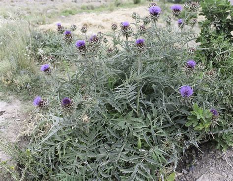 Cynara Scolymus Biodiversité Végétale Du Sud Ouest Marocain