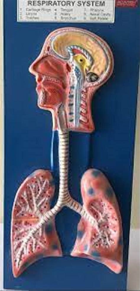 Pvc Human Respiratory System Model At ₹ 550 In Ambala Id 2852673706048