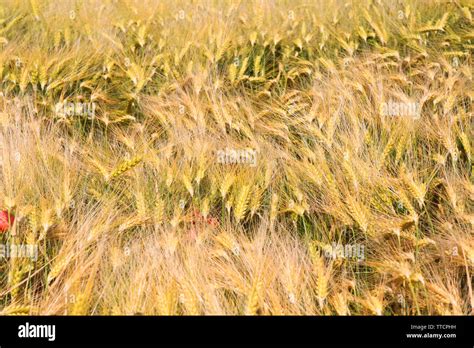 Barley grass weed hi-res stock photography and images - Alamy