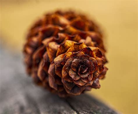 Close-up Shot of an Pine Cone Stock Image - Image of flora, macrophotography: 302106537