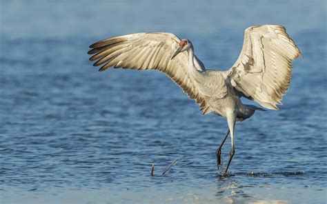 Sandhill Crane Bird Water wallpaper | 1680x1050 | #14134