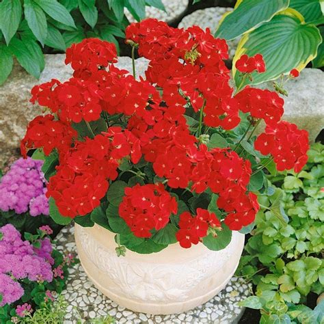 Amazon Outsidepride Seeds Annual Scarlet Geranium Flower Seed