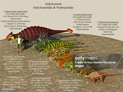 Ankylosaurus High Res Illustrations - Getty Images