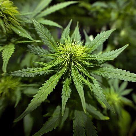 Cannabis testen lassen – Laboranalyse nach CanG | Miraculix