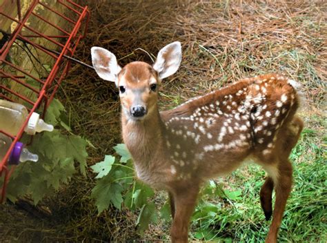 22 Moore County white-tailed deer fawns rescued - Sandhills Sentinel