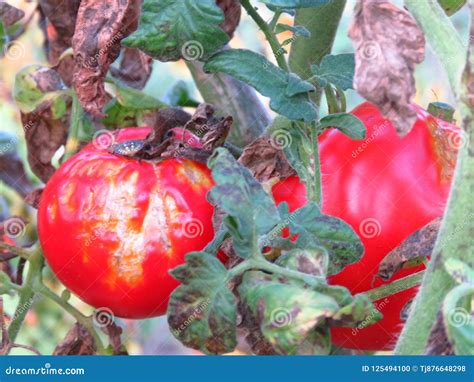 Late Blight Phytophthora Infestans Common Tomato Plant Diseases.Spoiled ...