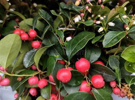 Gaultheria Procumbens Big Berry Stock Image Image Of Rounded Green