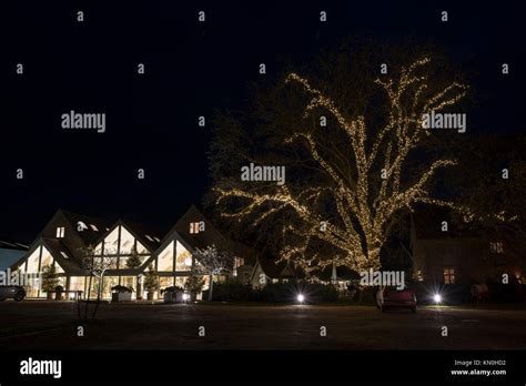 Christmas Lights Decorated Around A Tree At Daylesford Organic Farmshop