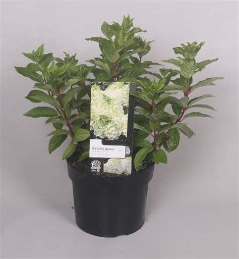 Hydrangea paniculata MAGICAL MONT BLANC — Plant Wholesale FlorAccess