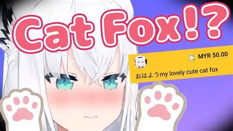 My Lovely Cute Cat Fox Youtube