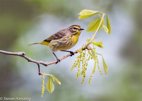 Palm Warbler | Audubon Field Guide