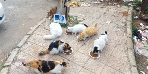 STRAY FEEDING ACTIVITY IN DAMASCUS AND ALEPPO - OIPA