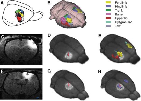 Frontiers Three Dimensional Atlas System For Mouse And Rat Brain