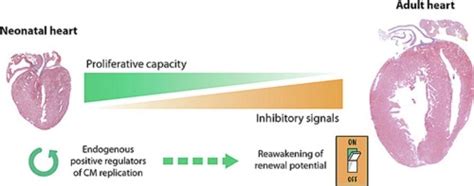 Regulation Of Endogenous Cardiomyocyte Proliferation The Known