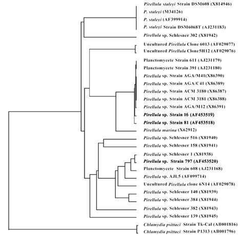 Phylogenetic Tree Derived Using Fitch Margoliash And Least Squares