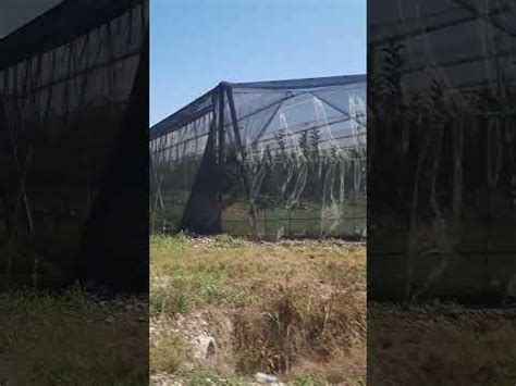Anti hail nets anti hail instaler for orchard, plasa antigrindina ...