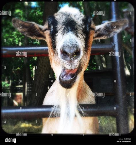 Lustige Ziege Gesicht Stockfotografie Alamy