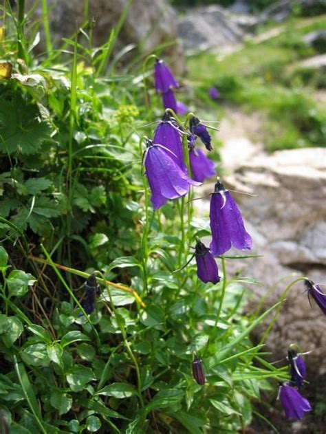 Колокольчик и его виды. Фото — Ботаничка