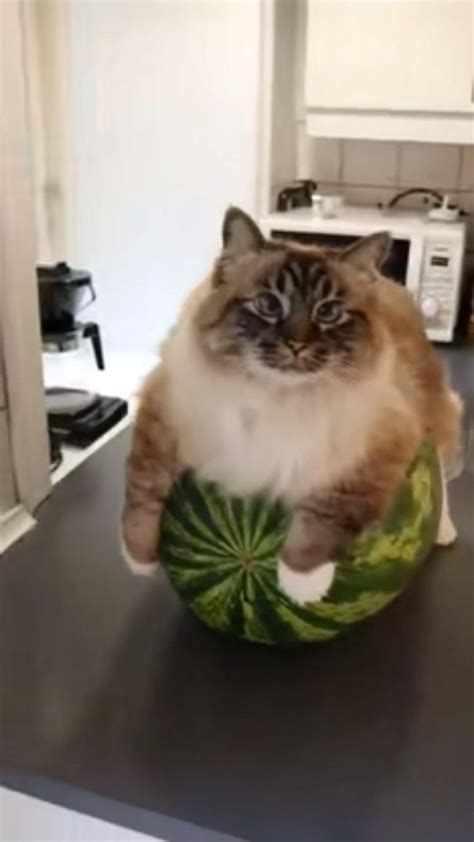 Watermelon cat | Cat memes, Funny cute cats, Cute animals images