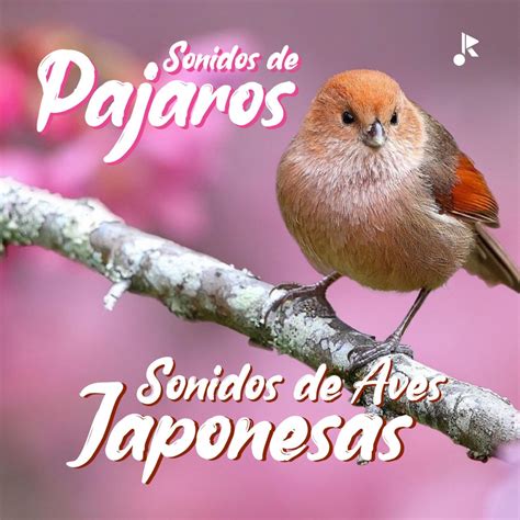 Sonido De Aves Japonesas Album By Sonidos De Pajaros Apple Music