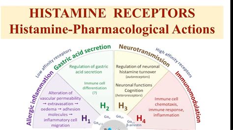 Histamine Receptors Pharmacological Actions Of Histamine