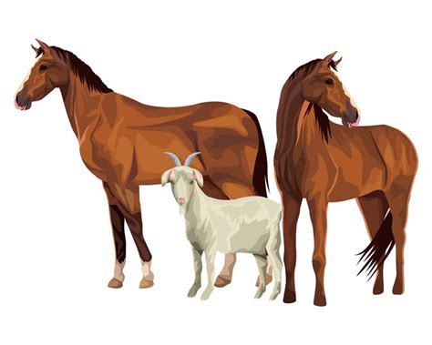 Farm Animals Basics Can A Goat Live With A Horse Horsemans News