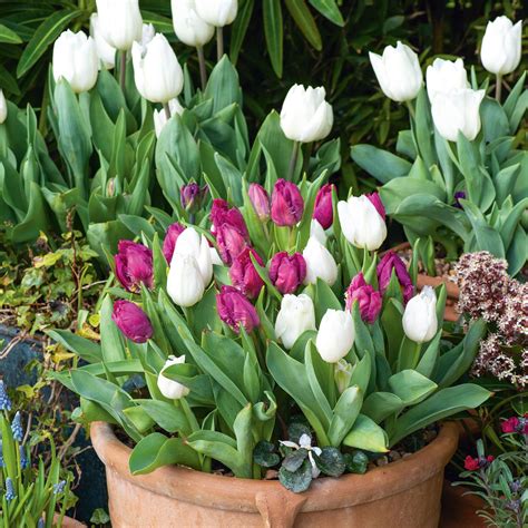 When To Stop Planting Spring Bulbs Is It Too Late Ideal Home