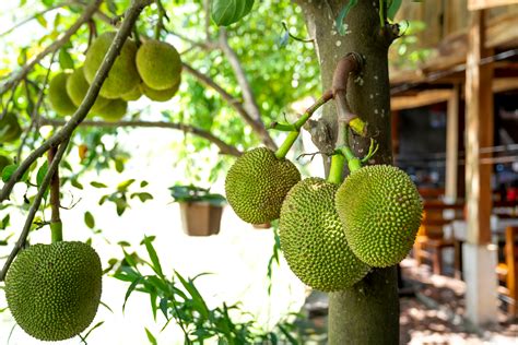 Jackfruit Tree Photos, Download The BEST Free Jackfruit Tree Stock Photos & HD Images