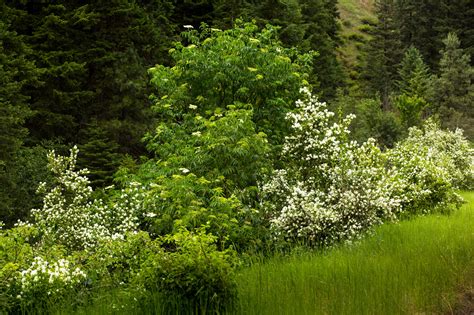 Steve Lenz Photography | Umatilla National Forest scenes