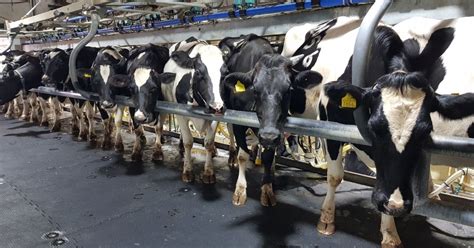 How To Start A Dairy Farm