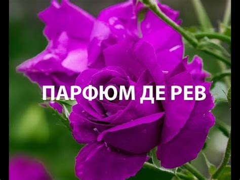 Чайно-гибридная роза Парфюм де Рев - сильнейший запах мускуса в вашем ...