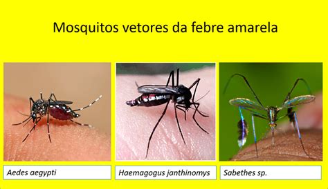 Transmissão Da Febre Amarela - Mosquitos transmissores da febre amarela