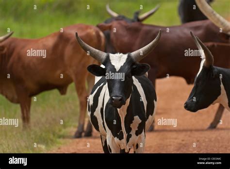 Cattle with horns hi-res stock photography and images - Alamy