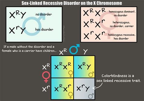 Amoeba Sisters Alleles And Genes ~ Amoeba Sisters Video Recap Dna Chromosomes Genes And Traits